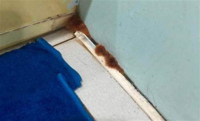 網友急問家中長出的絨毛物是什麼，意外釣出藝人納豆。（圖／翻攝爆廢公社二館）