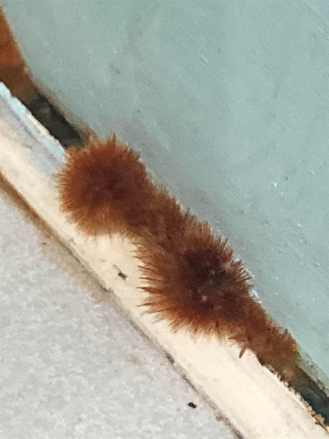 網友急問家中長出的絨毛物是什麼，意外釣出藝人納豆。（圖／翻攝爆廢公社二館）