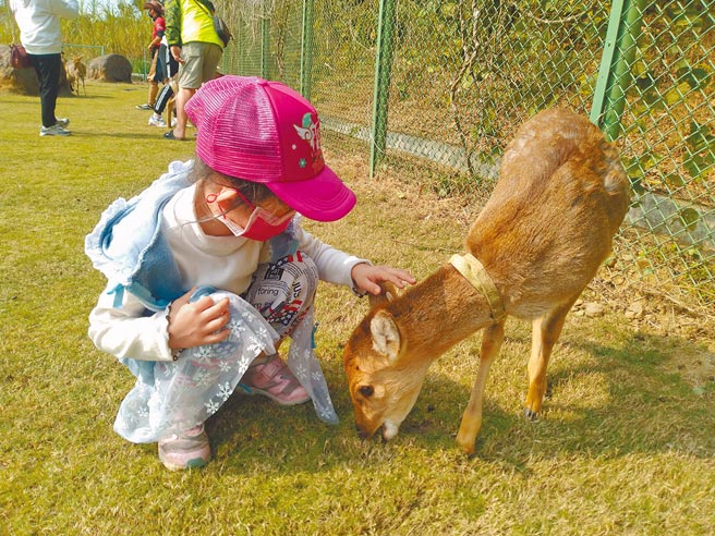 在逐鹿部落可和梅花鹿近距离接触。（嘉义县政府提供／吕妍庭嘉县传真）