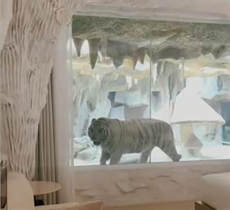像睡在便當盒裡 飯店推出「虎景房」 猛獸隔玻璃共眠