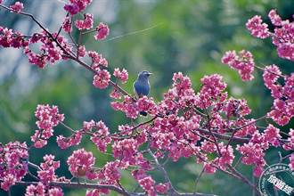 八仙山櫻花季 櫻花約花開八成 追櫻賞鳥「趣」