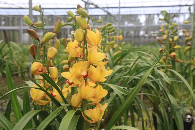 刘启帆也说，今年刚好又是是金虎年，虎头兰的虎也有福的谐音，也欢迎所有民眾可以到鱼池东光花卉区赏花、买花，让虎头兰为新的一年带来好兆头。（公所提供／吴建辉南投传真）