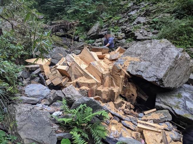 桃园地检署去年4月获报桃园市復兴区山区有盗伐集团横行情资，发现李姓男子等10人分批盗伐一级珍贵木肖楠并背负下山转卖，检方依违反森林法起诉。（检方提供）