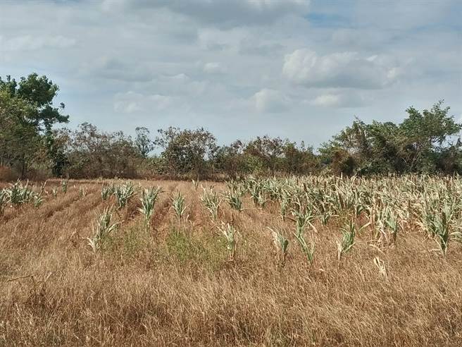 金門去年秋季高粱受乾旱影響，生長狀況普遍不佳。（金門縣府提供）