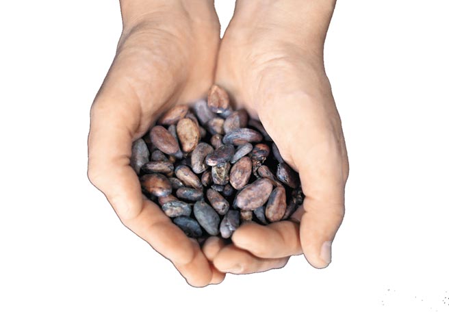 路易莎Cama 醞釀年後漲價