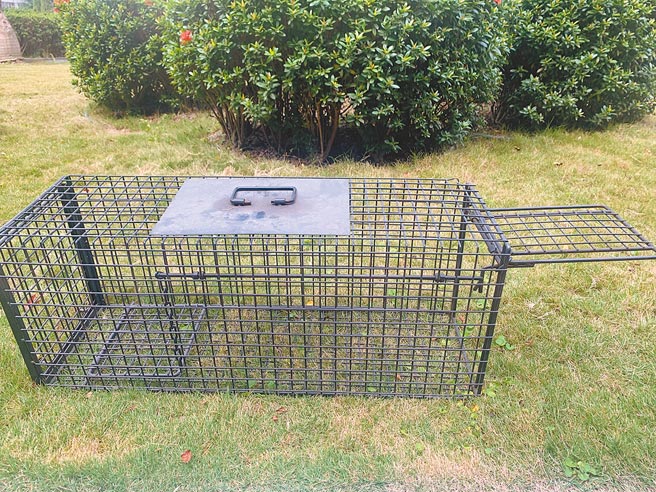 若有民眾陳情流浪貓犬擾人，雲林縣動植物防疫所視程度出借誘捕籠，借用者須負保管之責，圖為貓的誘捕籠。（周麗蘭攝）