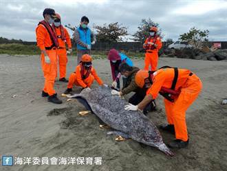 近年來第2起！台灣1級保育類白海豚擱淺台南 初判急症死亡