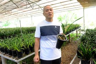台灣人在大陸》台農二代張德胥：看好大陸蘭花市場