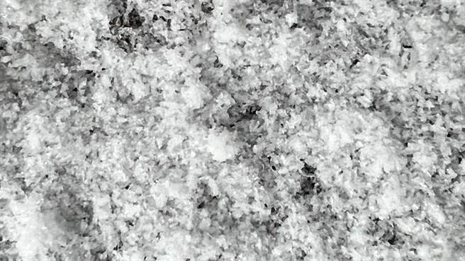 玉山清晨下學，植物已經被白雪覆蓋。（黃子明傳真）