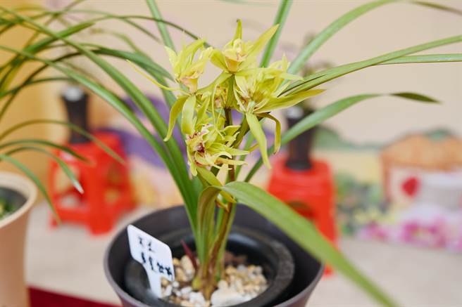 张德胥种植的兰花盆景。（作者提供）