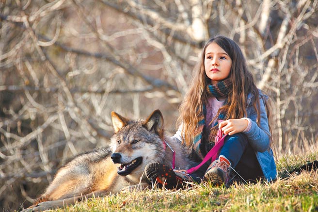 《我的神秘狼朋友 》描述小狼與女孩的成長與冒險。（捷傑電影提供）