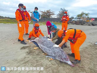 近年第二例 一級保育白海豚擱淺安平漁港亡