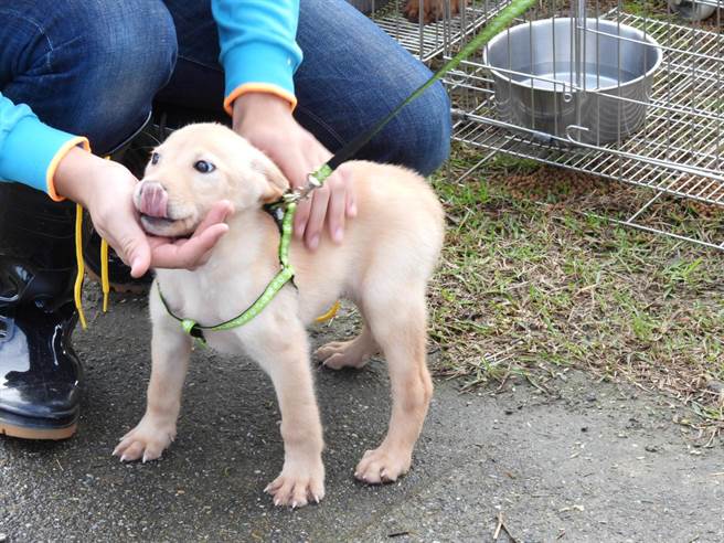 花莲县宠运动运动公园今正式启用，县府农业处搭配「123世界自由日」，举办流浪犬认领养活动，藉主动走向民眾方式，帮助浪浪能找到温暖的家。（罗亦晽摄）