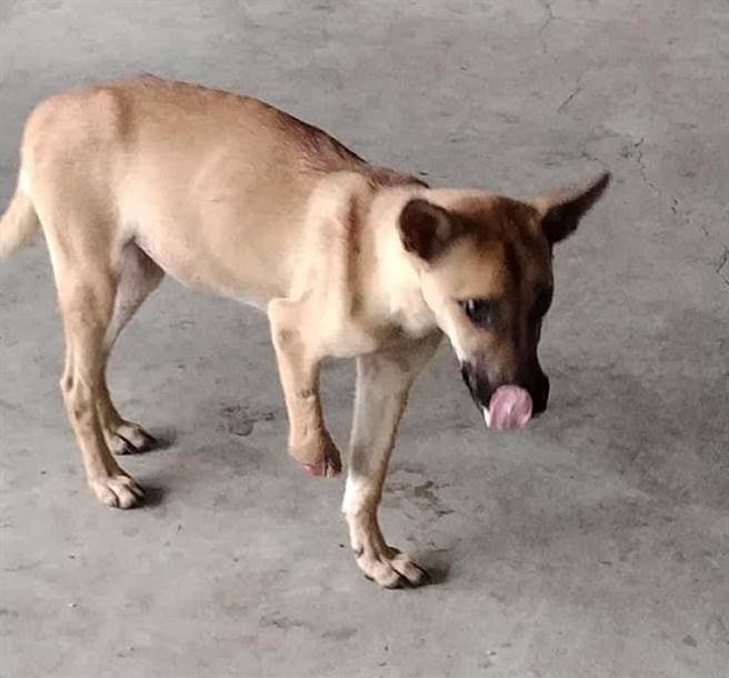 云林县山区有民眾用捕兽铗捉山猪，导致流浪犬受伤甚至死亡。（民眾提供／张朝欣云林传真）