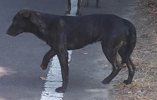 云林县山区有民眾用捕兽铗捉山猪，导致流浪犬受伤甚至死亡。（民眾提供／张朝欣云林传真）