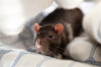 大腦基因「冰山一角」之差 決定公鼠、母鼠大不同？