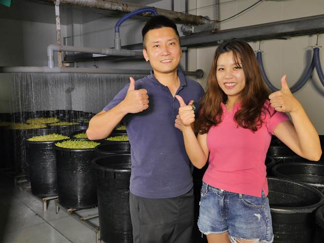 余敏仲、林欣樺夫妻經營芽菜生產工廠，對於智慧農業的導入很滿意。（高雄市農業局提供／林瑞益高雄傳真）