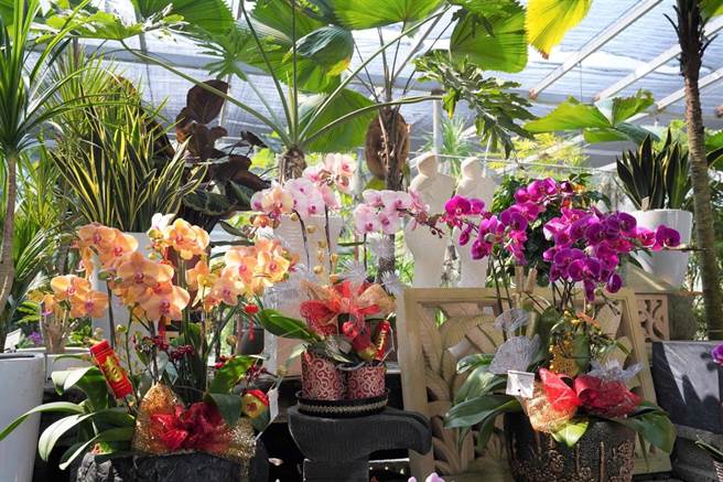 彰化田尾是园艺的故乡，种植许多花草植物。（劳动力发展署中彰投分署提供／卢金足台中传真）