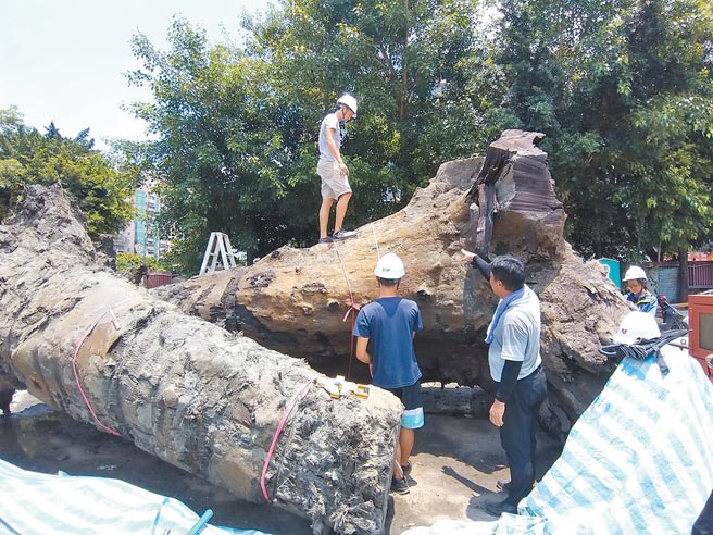 新北市板桥区忠孝国中校舍整建期间，在校地挖出树龄约300年、深埋地底5000年的古楠木。（新北市农业局提供／王扬杰新北传真）