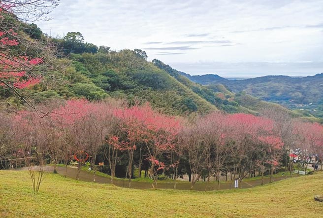 桃园市復兴区翠墨庄园山樱花开4成，业者说会加强防疫措施，希望游客仍可上山赏樱。（翠墨庄园提供／吕筱蝉桃园传真）