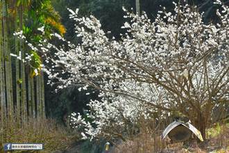 阿里山區不只櫻花可看 梅山科子林李花已開8成