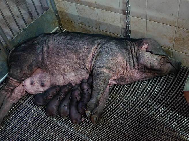 牛世界精猪　 遗传和育种- pig333.cn, 世界猪业之窗