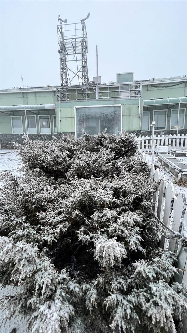 玉山降雪，气象站地面及植物覆盖白雪，积雪约1公分。（玉山气象站提供）