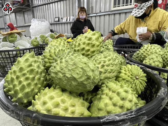 禁鳳梨、釋迦、蓮霧後  我國農產外銷大陸比率仍近2成。（報社資料照）