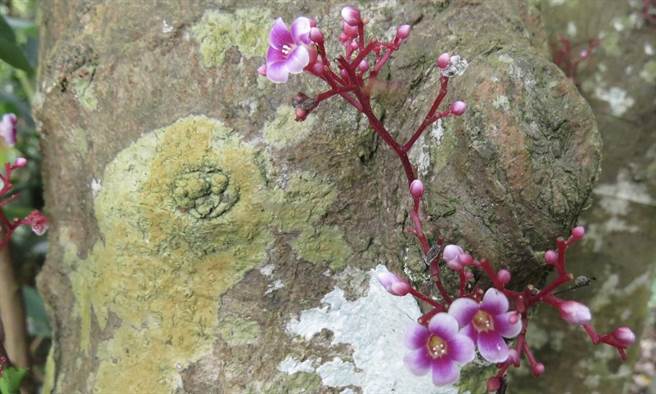 李利国》吃过杨桃，看过杨桃花吗？照片来源：作者提供。