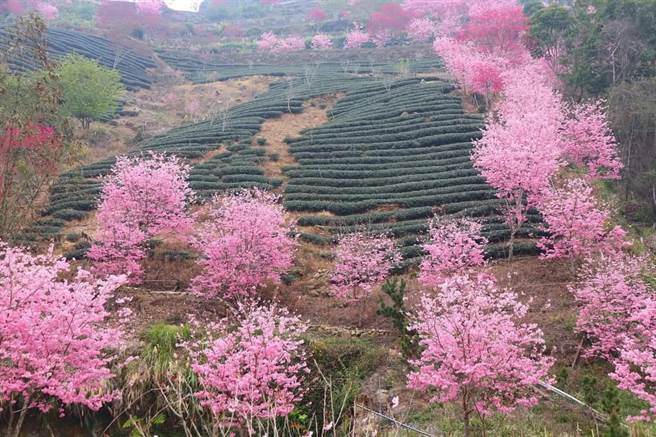 草嶺櫻花正盛開(雲林縣政府提供)