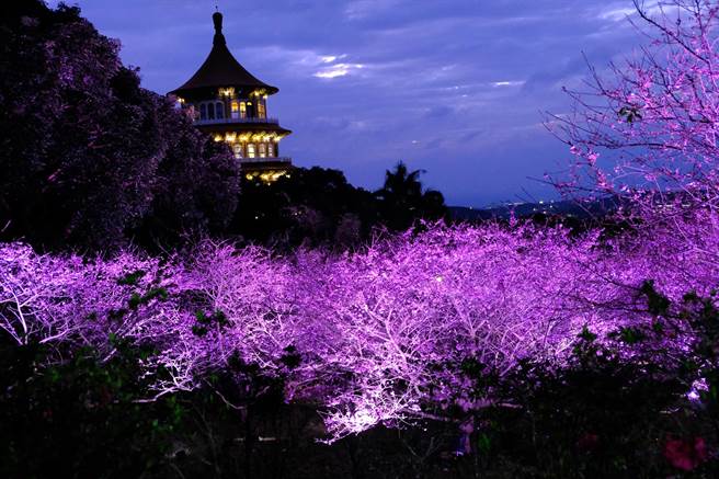 淡水天元宮櫻花盛開今晚點燈　28、29日打卡送限量櫻花口罩（朱銘美術館提供／戴上容新北傳真）