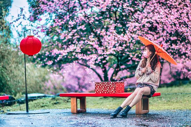 淡水天元宮櫻花盛開今晚點燈　28、29日打卡送限量櫻花口罩（朱銘美術館提供／戴上容新北傳真）