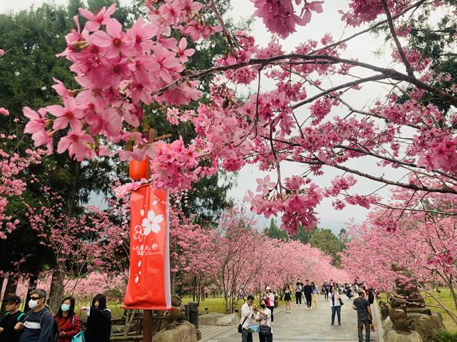 中央氣象局與農試所合作預測，九族文化村櫻花2月綻放。（資料照片／廖志晃攝）