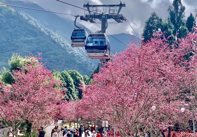 中央氣象局與農試所合作預測，九族文化村櫻花2月綻放。（資料照片／廖志晃攝）