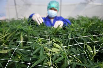 從毒品管制移除大麻 泰國創東南亞首例