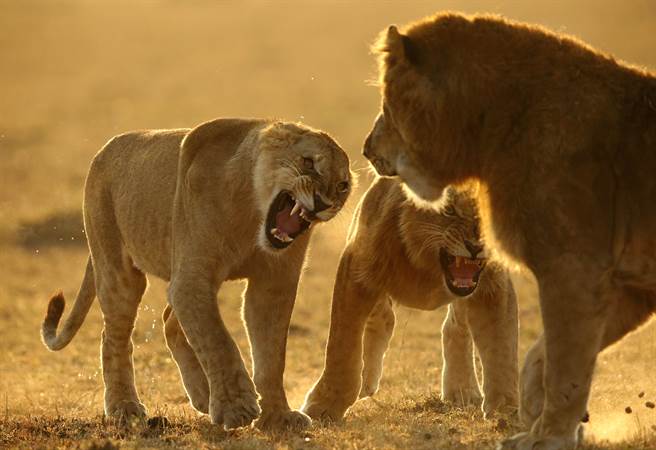大膽公獅偷獅崽食物 母獅暴怒圍攻 牠一顆蛋蛋沒了