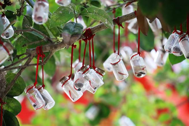 嘉义市崎顶大福兴宫月老祖庙庙前有许愿树，可供民眾祈福许愿，再将玻璃瓶悬挂在树上。（吕妍庭摄）