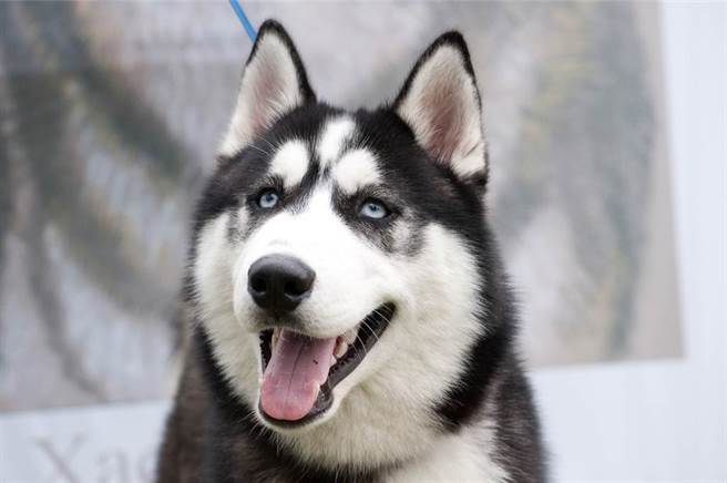 美国一名饲主与哈士奇玩耍时，假装被爱犬咬伤，岂料毛孩当下竟露出自责表情，让主人看了哭笑不得。(示意图/达志影像)