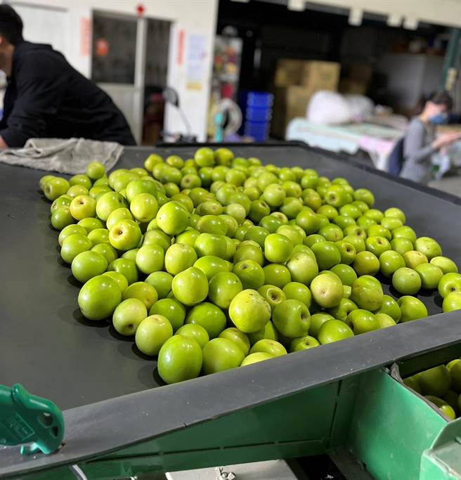 高雄蜜枣颇受新加坡民眾喜爱。（高雄市农业局提供／林瑞益高雄传真）