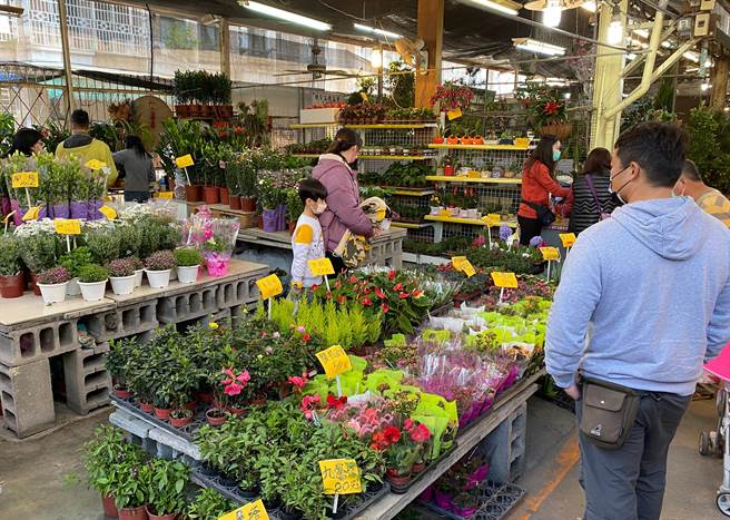 春节将至，大里农会国光花市，近期已开始热闹起来，不少民眾到场採购过年应景花卉。（国光花市提供／黄国峰台中传真）