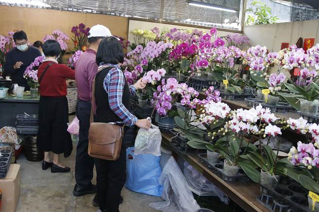 春节将至，民眾选购过年应景花卉，其中以兰花最受欢迎。（国光花市提供／黄国峰台中传真）