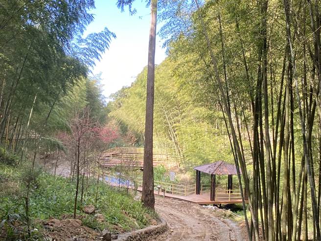 云林县府打造「草岭石壁森林疗育基地」以杉林步道、云岭之丘、木马古道为主要场域。（周丽兰摄）