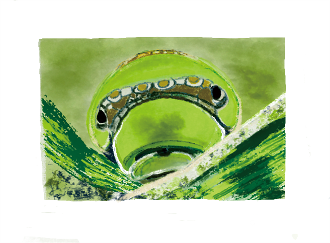 看着炫丽夺目的凤蝶，一个不安的念头兴起：美丽的凤蝶，不就是那毛毛虫变的吗？(图/龙应台 绘 时报文化出版提供)