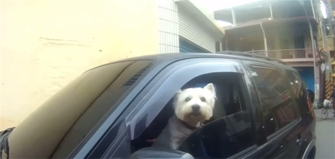 萌狗探出头来。（翻摄照片／高雄洪靖宜传真）