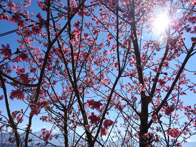 國姓九份二山櫻花目前已經開花約2成，從春節至元宵為最佳賞花期。（吳建輝攝）