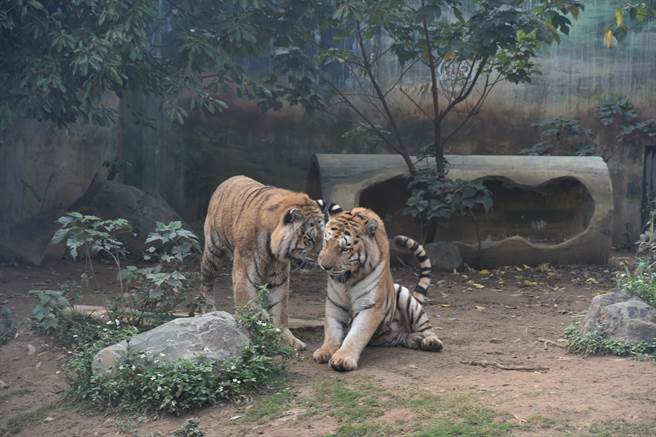 農曆春節將至，新竹市立動物園、台灣昆蟲館不打烊，初一就開園迎虎年，並有最應景的孟加拉虎兄弟六福、來福陪伴所有遊客。（陳育賢攝）