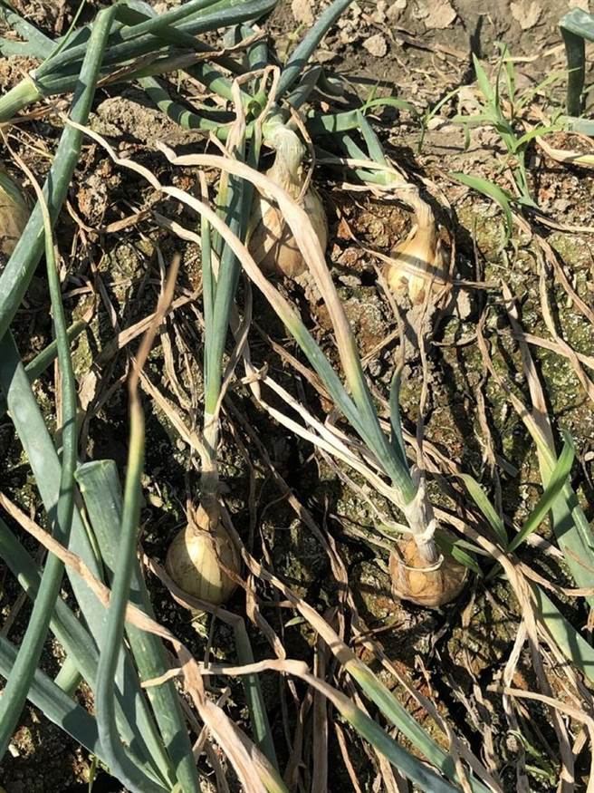 （洋葱发生黄萎病后叶片枯萎情况。图／高雄区农业改良场提供）