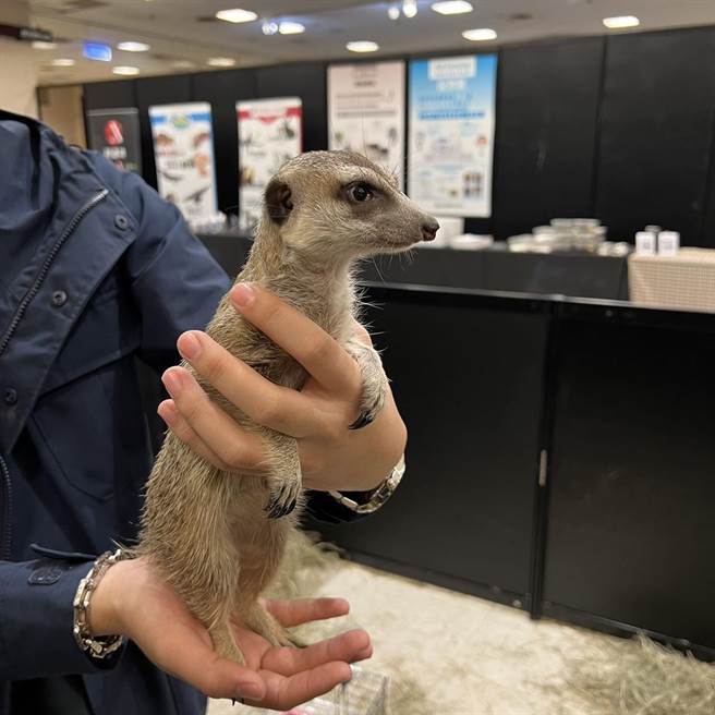 新光三越台北站前店推出爬虫展。（新光三越提供）