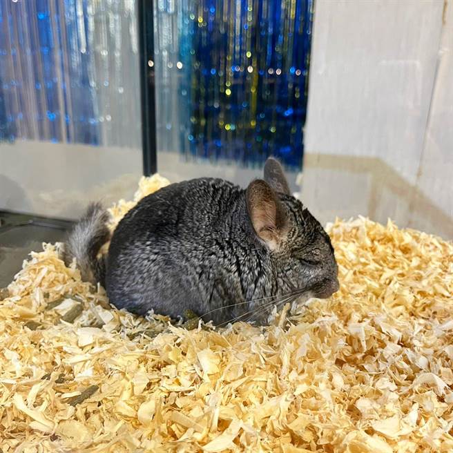 新光三越台北站前店爬虫展免费入场。（新光三越提供）