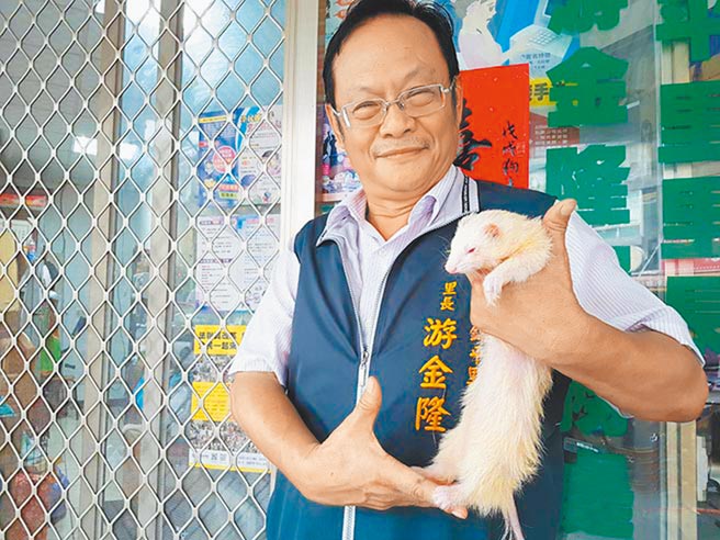 台中市北区前锦平里长游金隆，于2018年收养当时走失的雪貂「阿财」，毛茸茸超萌雪貂，累积不少「雪粉」。（本报资料照／张妍溱台中传真）